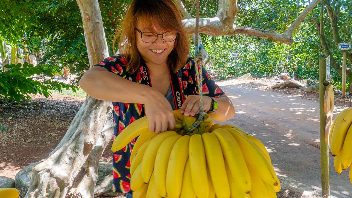 Tropical Fruit World Bananas - Byron Bay Guide