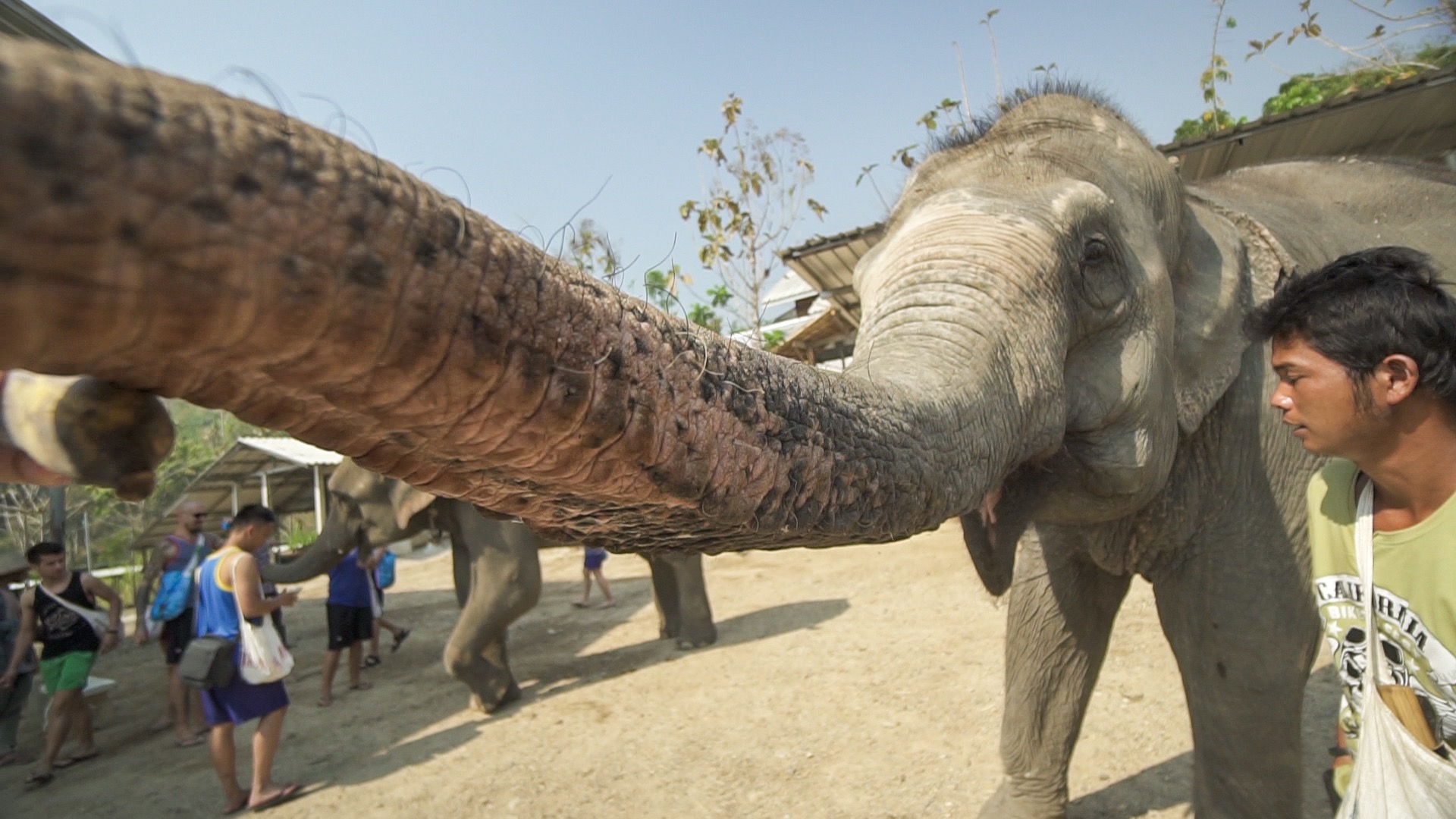 Elephant Reaching out for Banana - Elephant Riding 