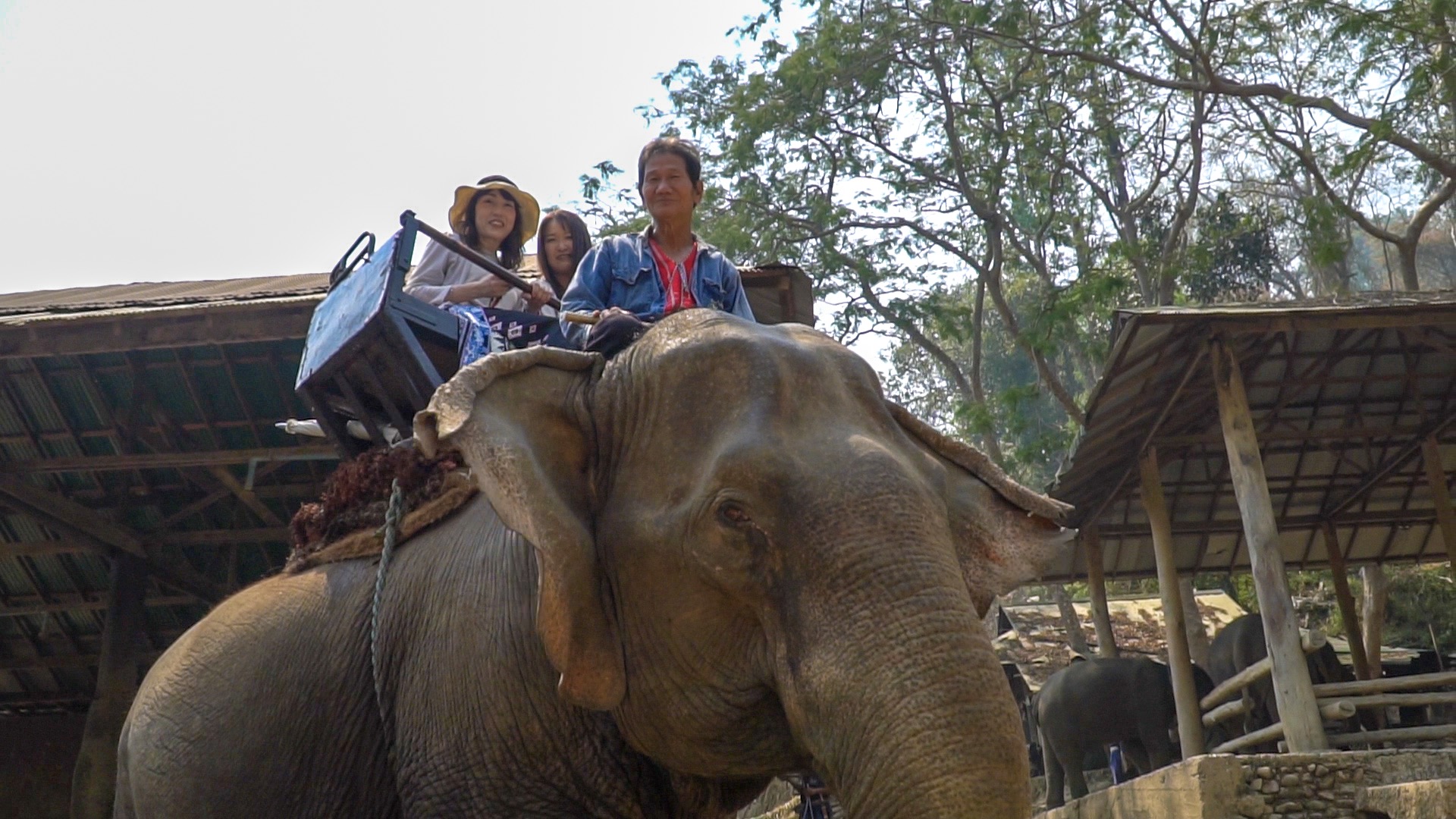 Tourist on an elephant ride - Elephant Riding