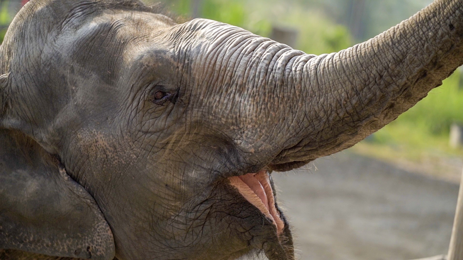 Elephant Smiling - Elephant Riding 