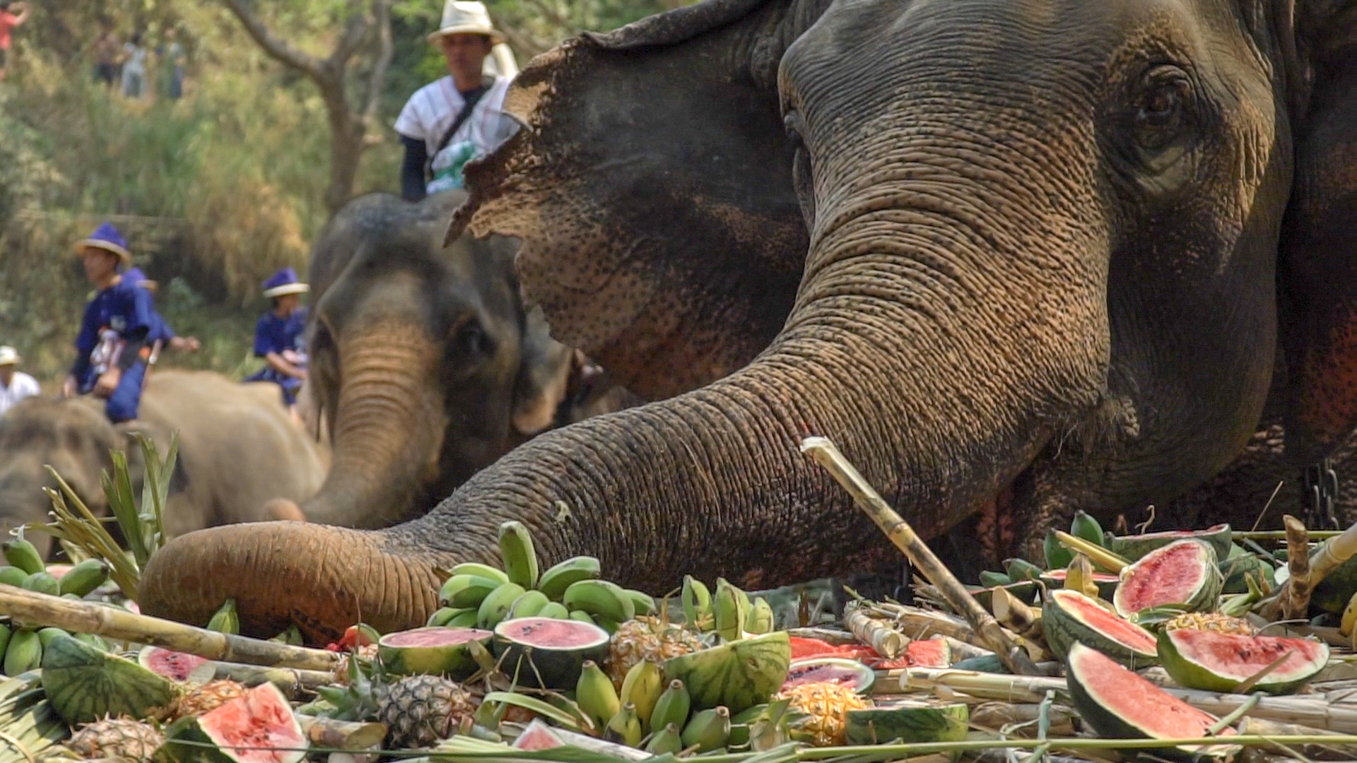 Elephant enjoying his buffet - Elephant Riding 