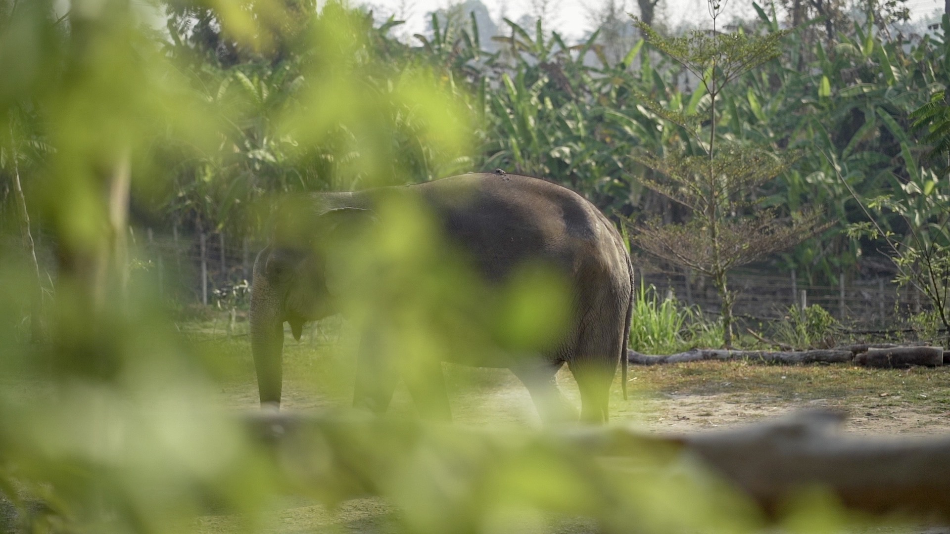 Elephant in the wild - Elephant Riding 