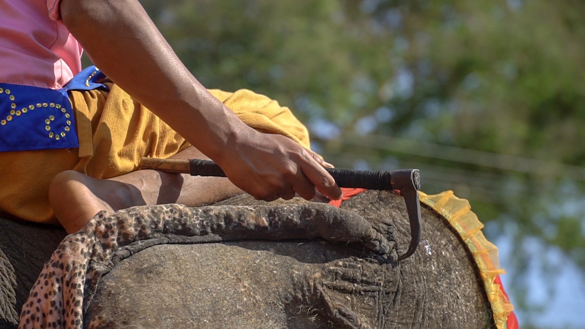 Elphant bullhook close up - Elephant Riding
