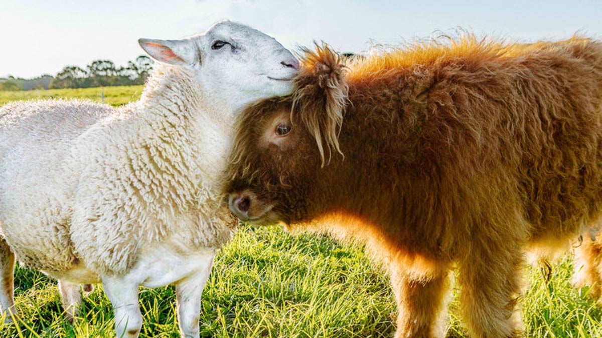 Farm Mascots Bobby and Braveheart - Byron Bay Guide