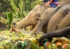 Featured Image - Elephant Riding