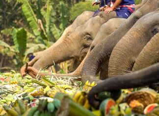 Featured Image - Elephant Riding
