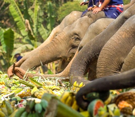 Featured Image - Elephant Riding