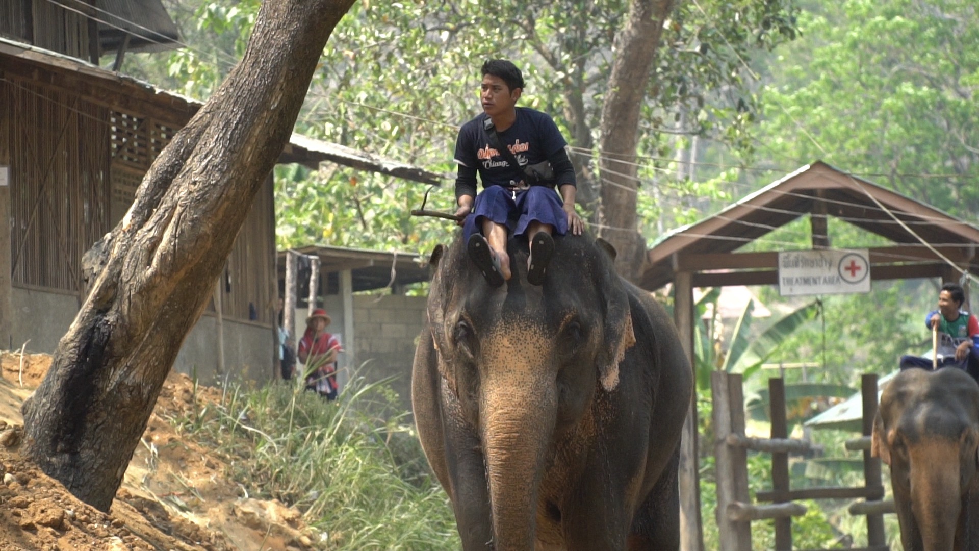 Mahout riding elephant - Elephant Riding 