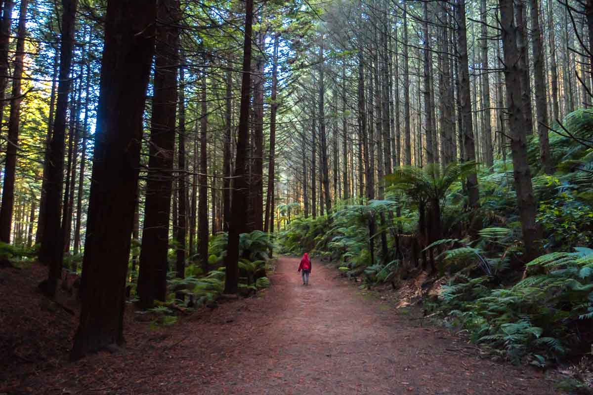 Rotorua Redwoods Forest Walk - New Zealand Itinerary North Island