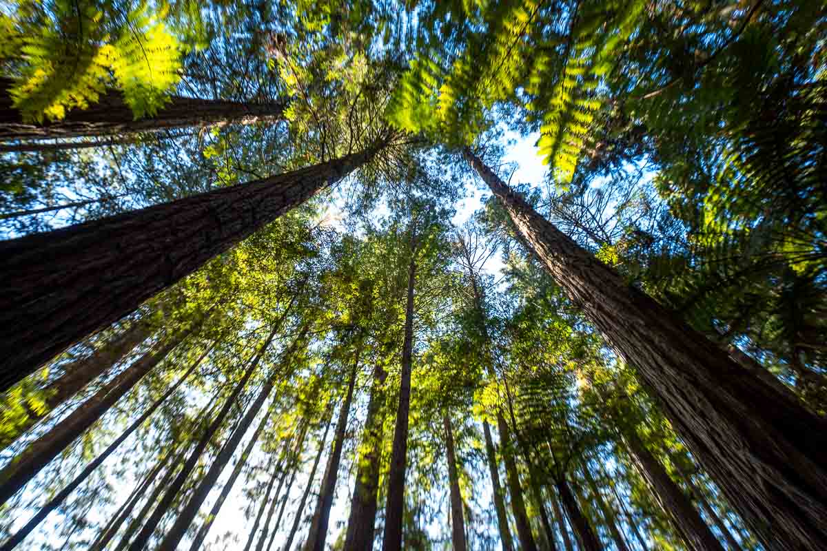  Rotorua Whakarewarewa Forest Redwoods-New Zealand Reiserute Nordøya
