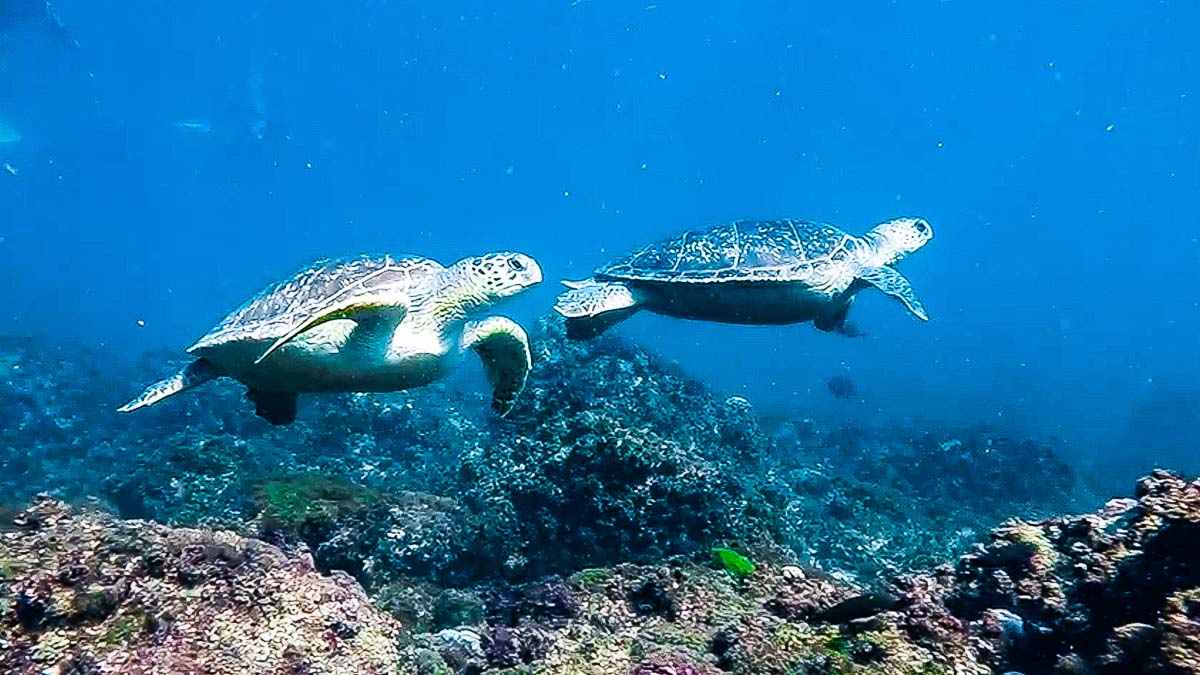Snorkeling with Turtles - Byron Bay Guide
