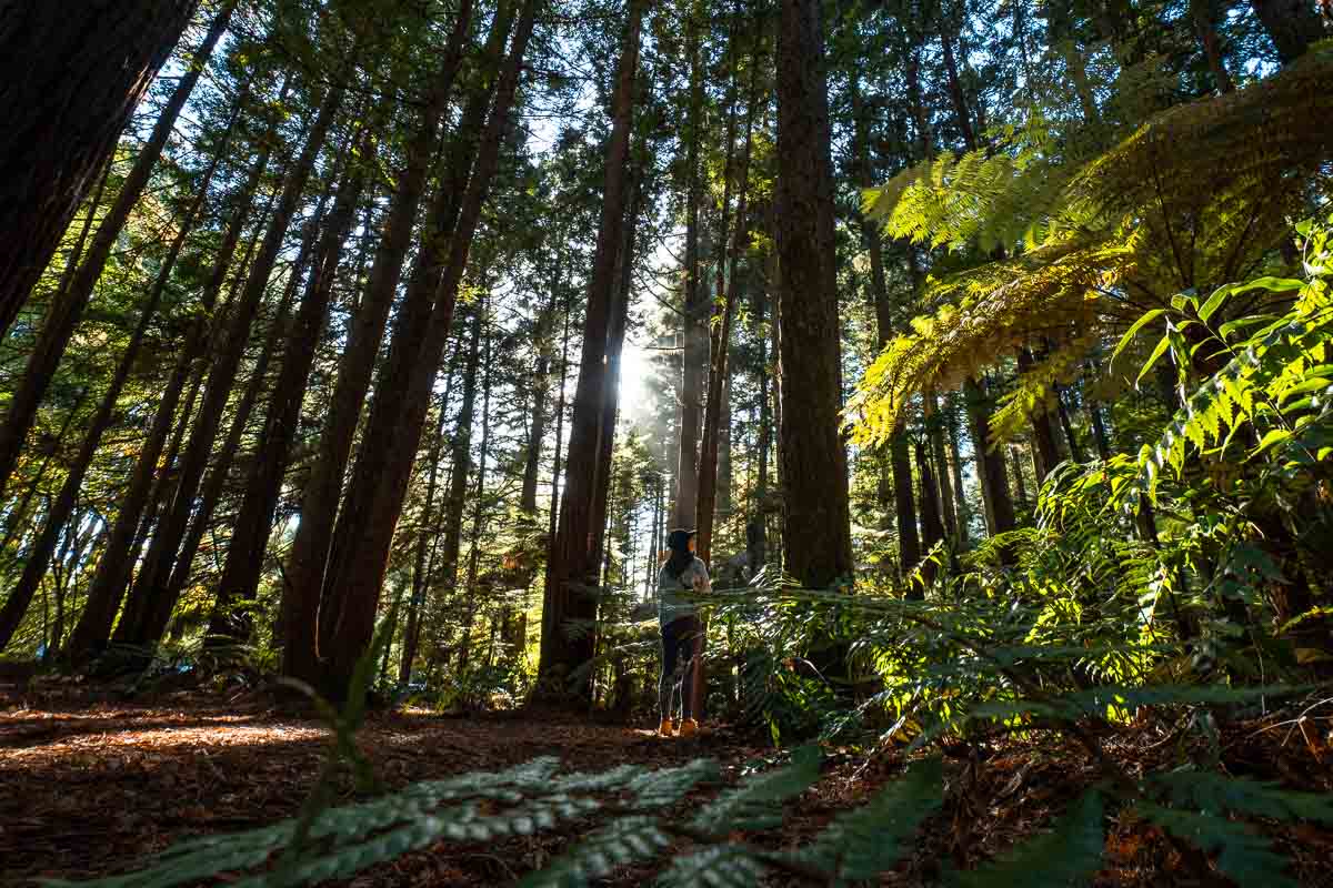  putování po Rotorua Redwoods Forest - Nový Zéland itinerář Severní ostrov