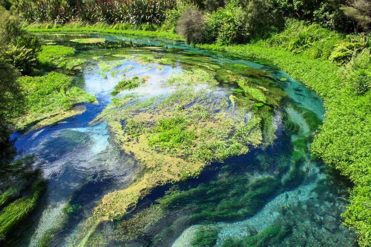 Putaruru Blue Springs Walkway - NZ Best Things to Do