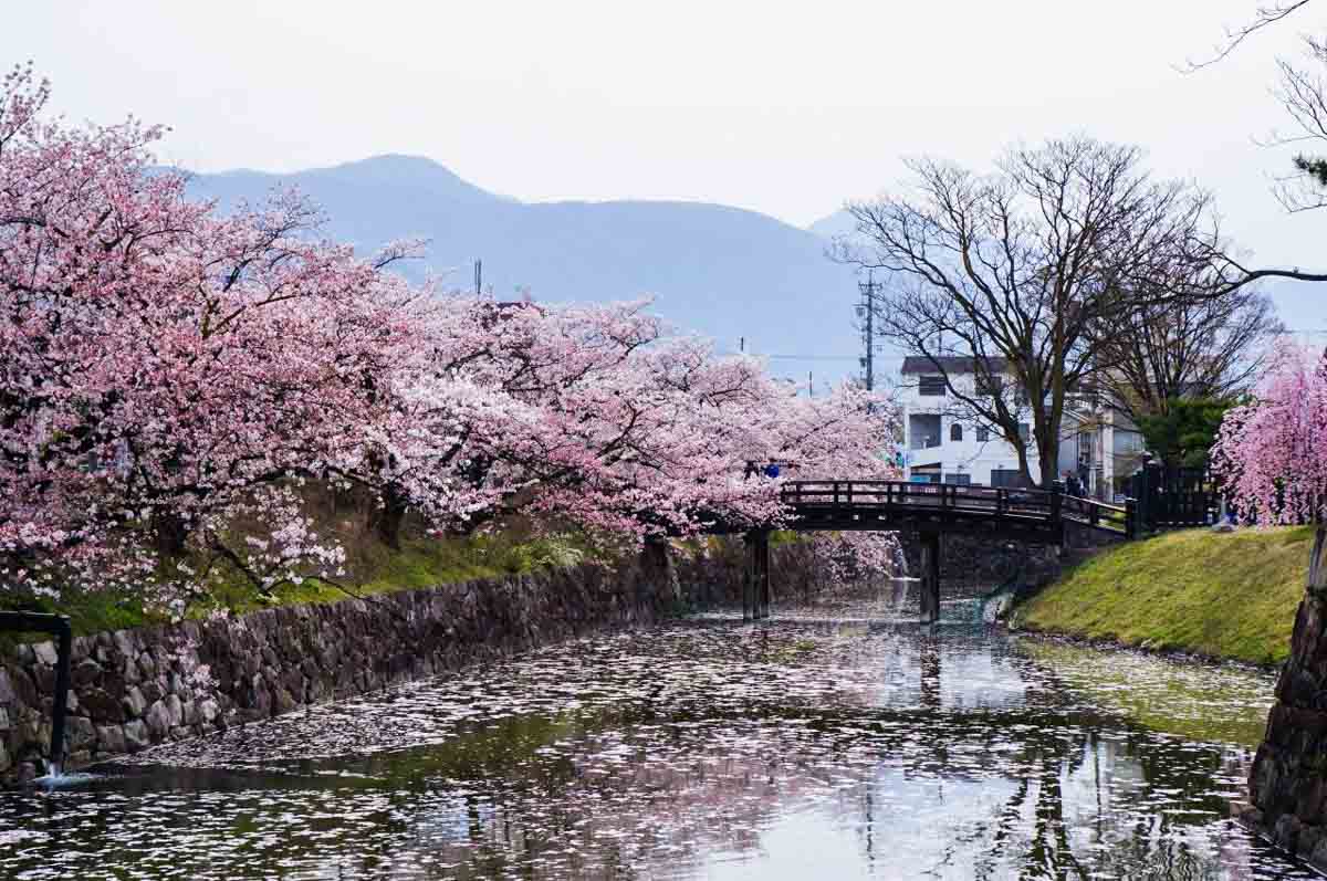 Sakura Trees On the Matsumoto Castle Grounds during Full Bloom - 13 Reasons To Visit Nagano Even When It's Not Winter Ski Season - Scenic Gems in Kamikochi and Norikura