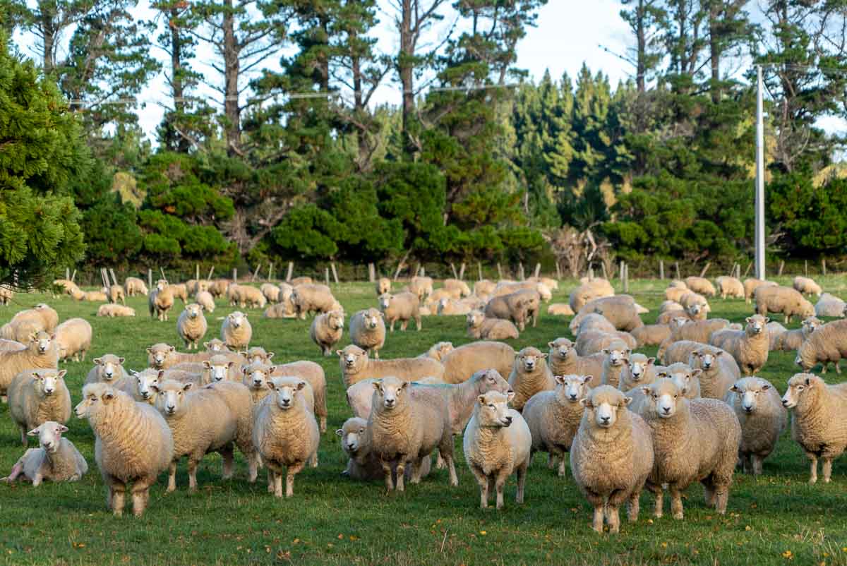 Sheep in New Zealand - New Zealand Best Things to Do