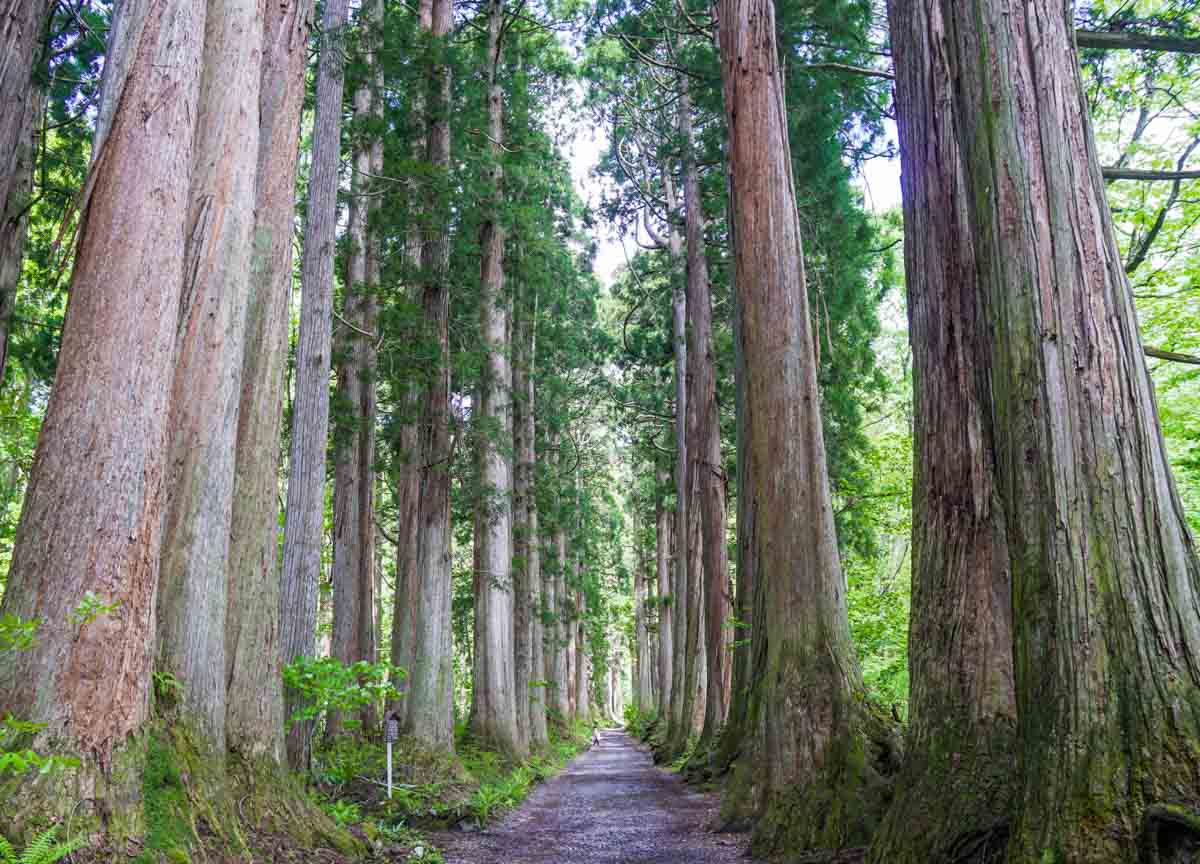 The Avenue of Cedar Trees Leading Up to the Okusha Shrine in Togakushi - 13 Reasons To Visit Nagano Even When It's Not Winter Ski Season - Scenic Gems in Kamikochi and Norikura