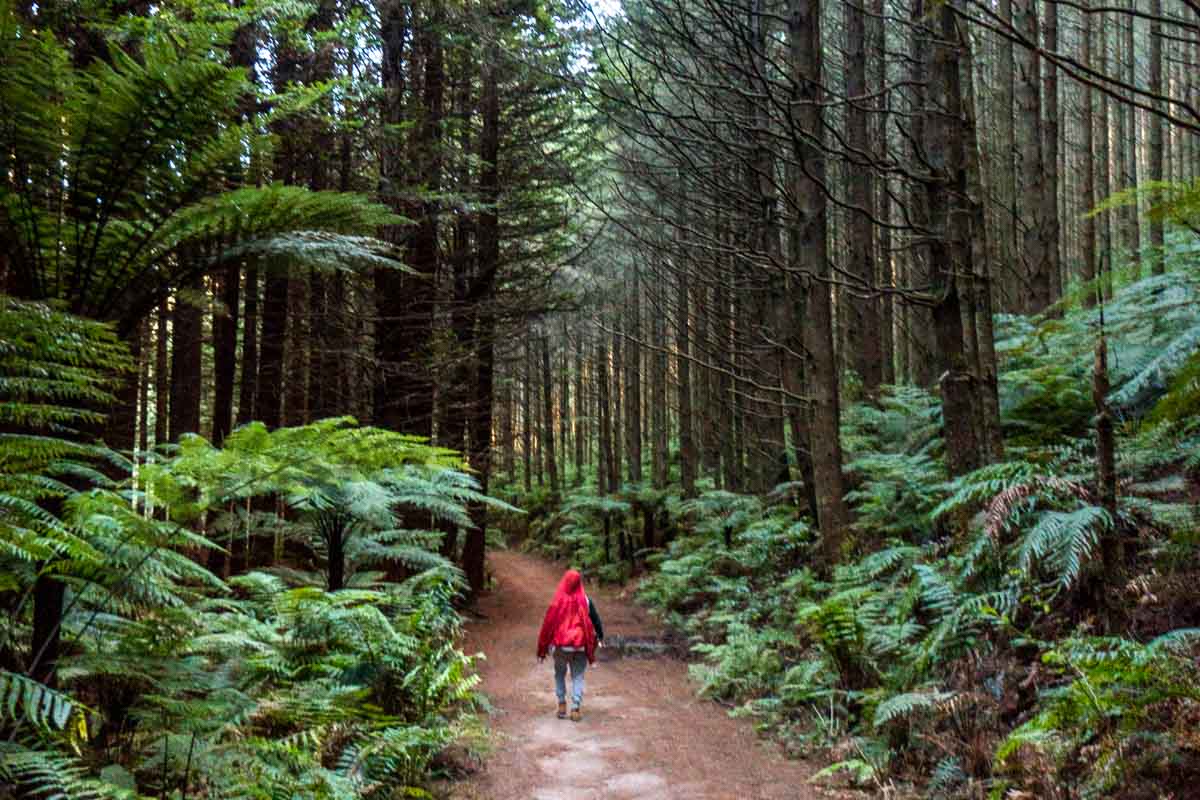 Walking the Pohaturoa Track Redwoods Forest Rotorua - New Zealand Best Things to Do