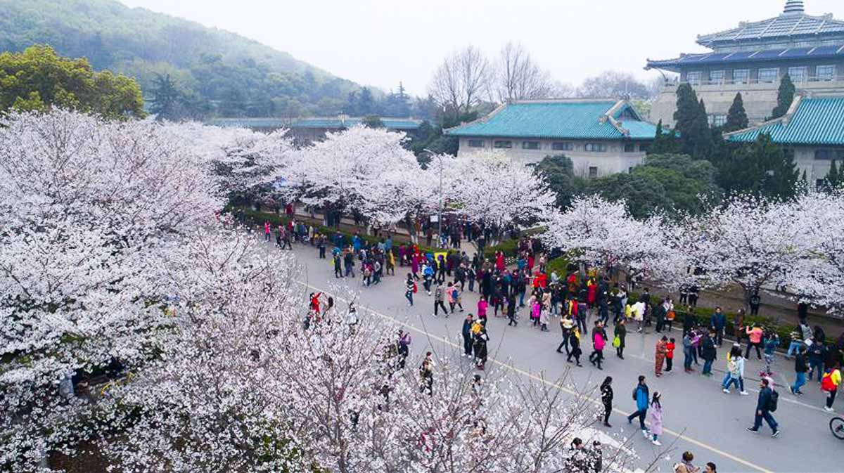 Wuhan University Cherry Blossoms - Things to do in Wuhan