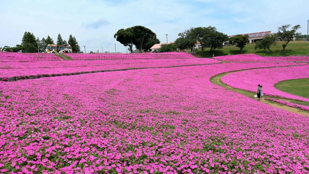 Field of flowers on Mother Farm - Chiba Itinerary Tokyo Itinerary