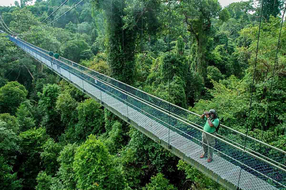 MacRitchie Treetop Walk - Singapore Travel Guide