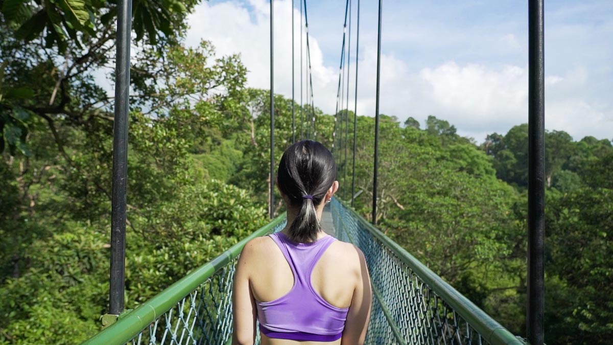 Walking Down Macritchie Treetop Walk - Singapore Travel Guide