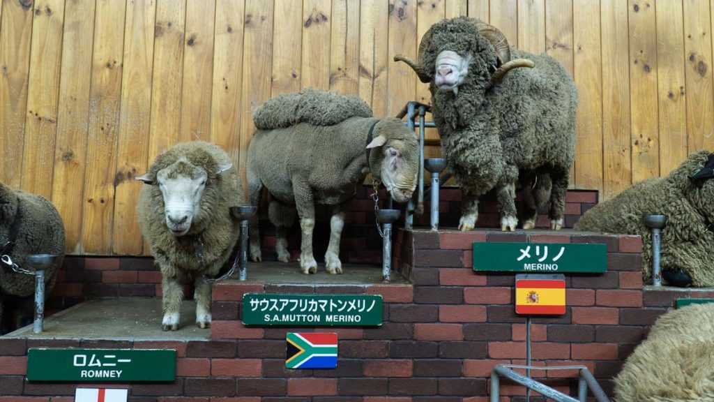 Mother Farm Sheep Show - Chiba Itinerary Tokyo Itinerary