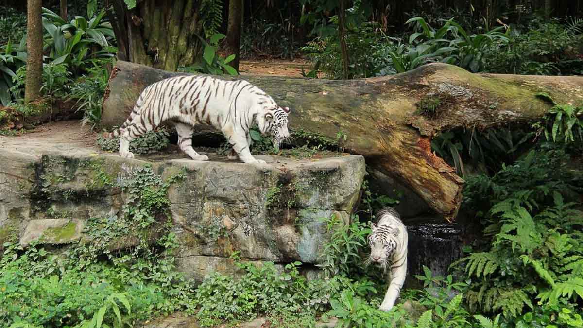 Singapore Zoo - Things To Do In Singapore