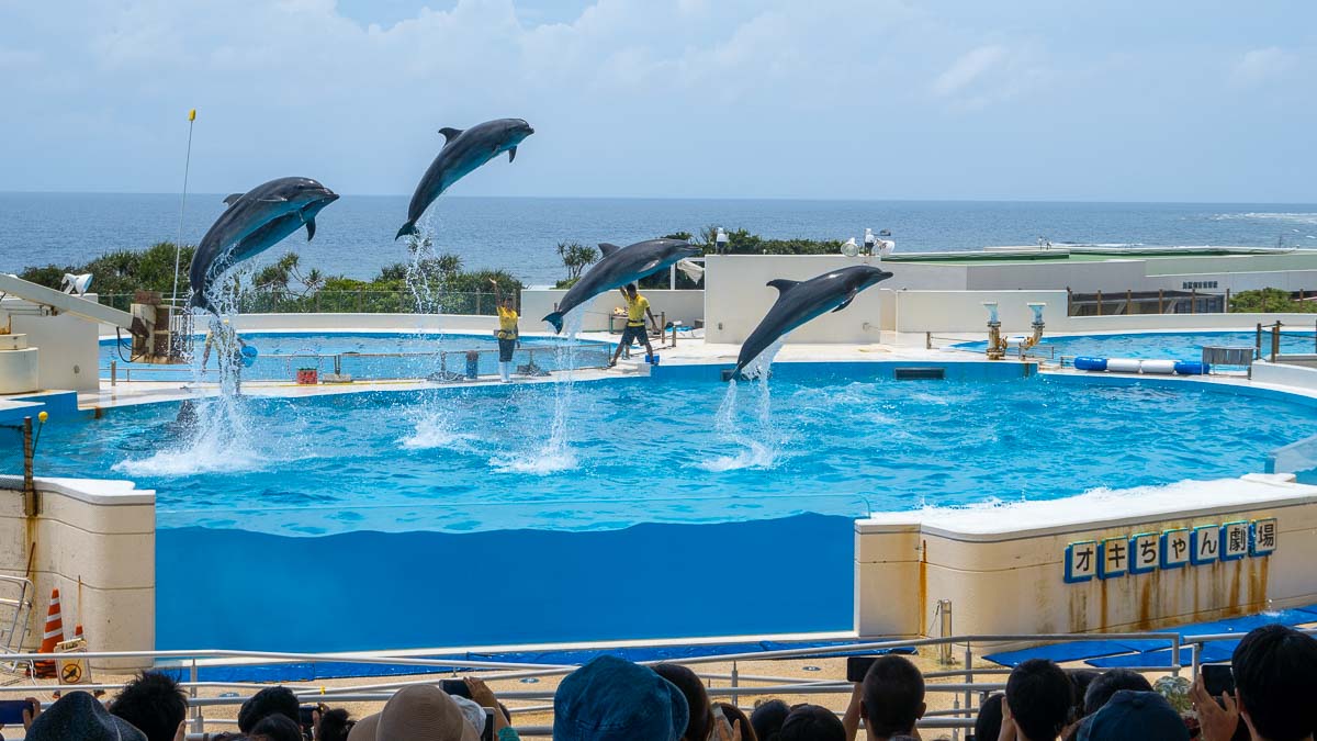 Churaumi Aquarium Dolphin Show - Okinawa Itinerary