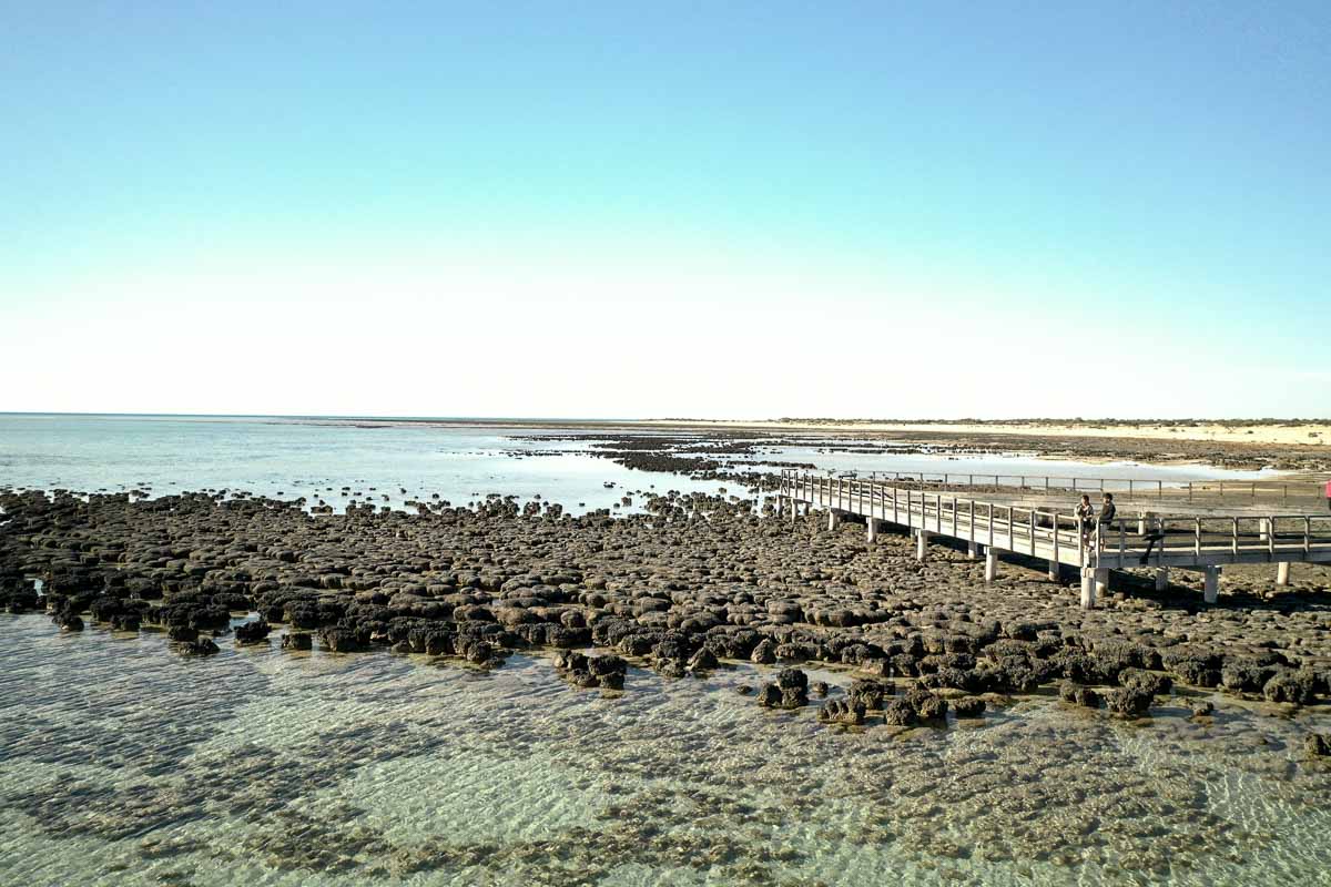 Hamelin Pool Stromatolites 2 - Things to do in Western Australia: Instagram Hotspots