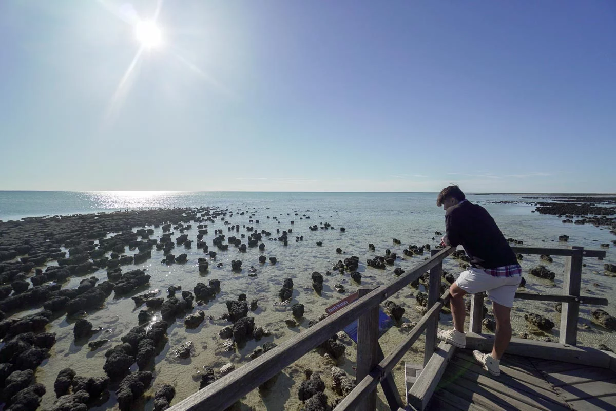Hamelin Pool Stromatolites - Things to do in Western Australia: Instagram Hotspots