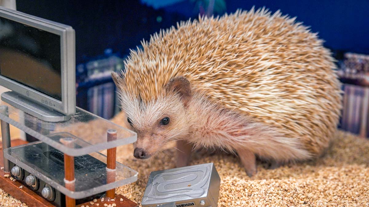 Hedgehog Cafe Okinawa - Things to Do in Okinawa Photo Guide