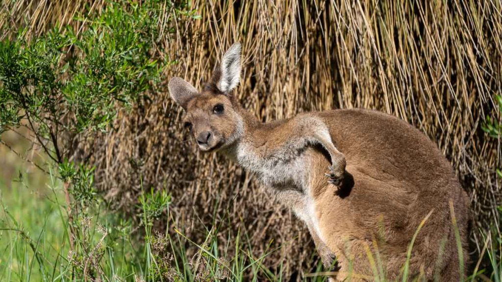 Kangaroo-at-Yanchep-National-Park-Western-Australia-Itinerary