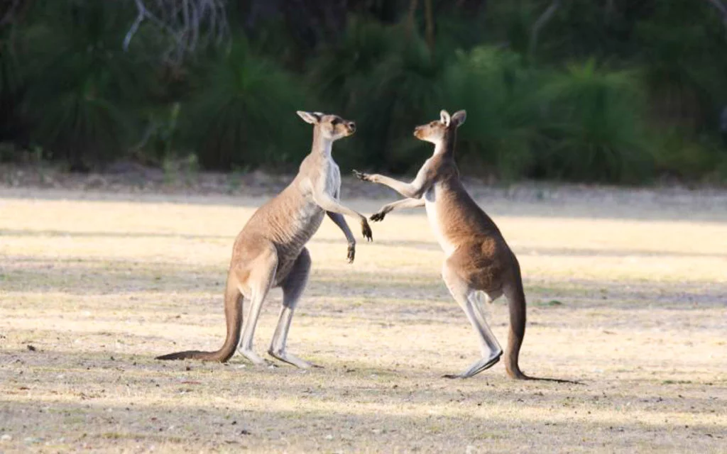 Kangaroos in Yanchep National Park - Perth Itinerary