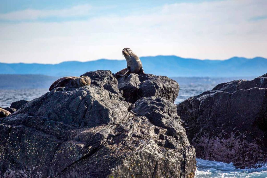 Lone seal on rocks at Montague island - Holiday with parents in New South Wales