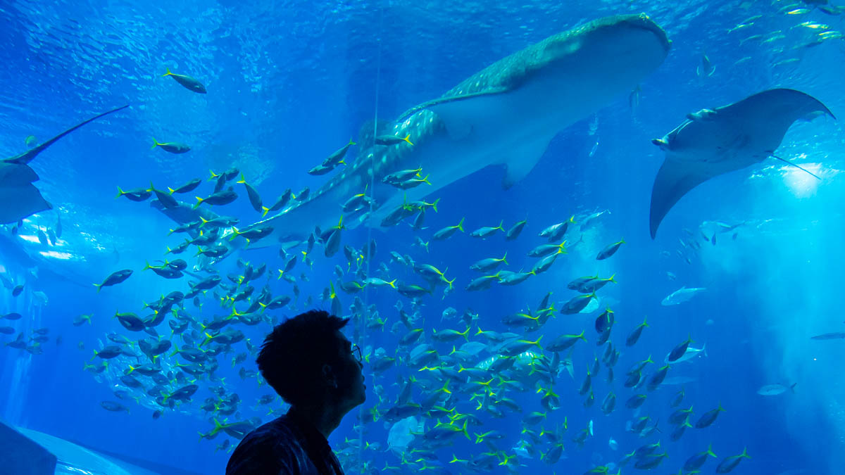 Looking at Churaumi Aquarium Sea Animals - Things to Do in Okinawa 