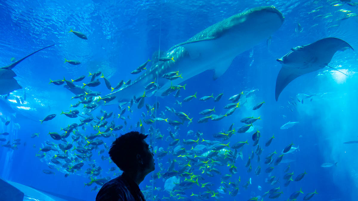 Looking at Churaumi Aquarium Sea Animals