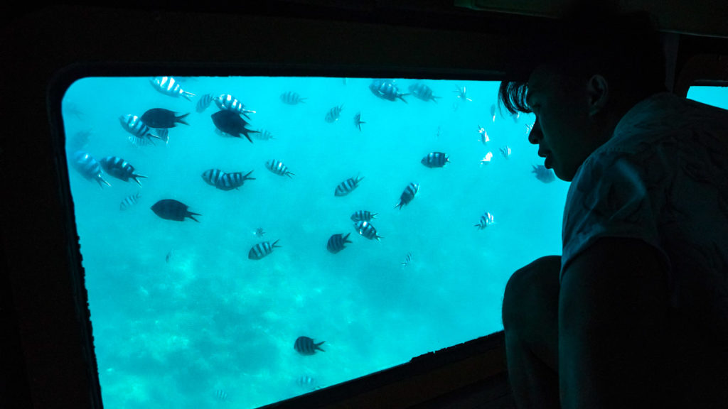 Looking out from glass boat - Okinawa Guide