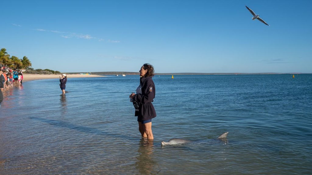 Monkey-Mia-Dolphin-Feeding- Saving the earth on holiday