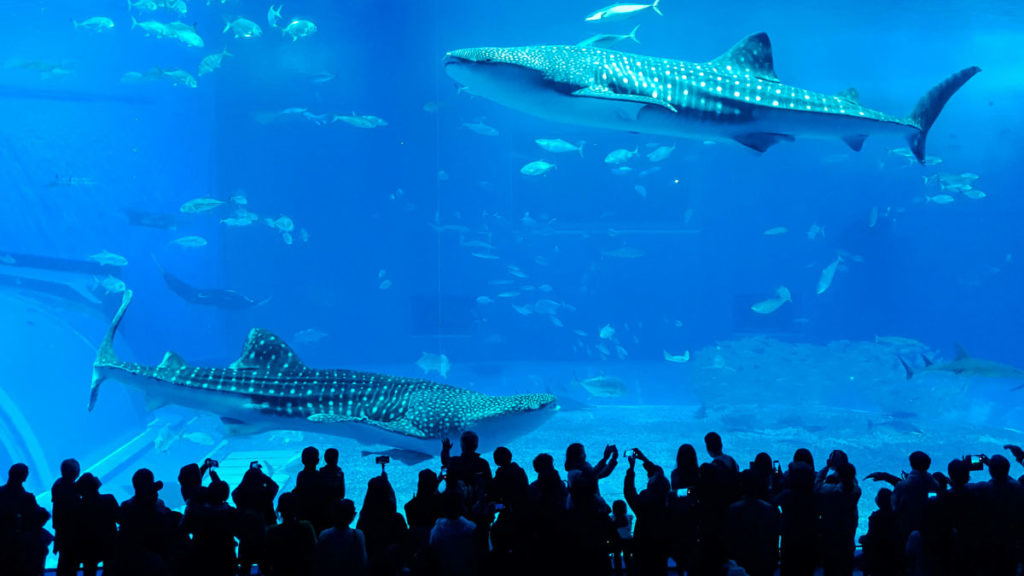 Okinawa-Churaumi-Aquarium-whale-sharks-Okinawa-Guide