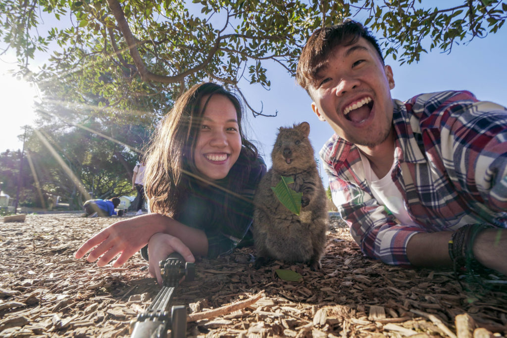 Quokkas in Rottnest - Australia on a Budget