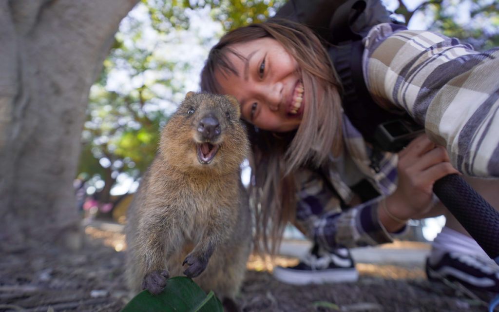 Rottnest Island Quokka - Visit Western Australia 