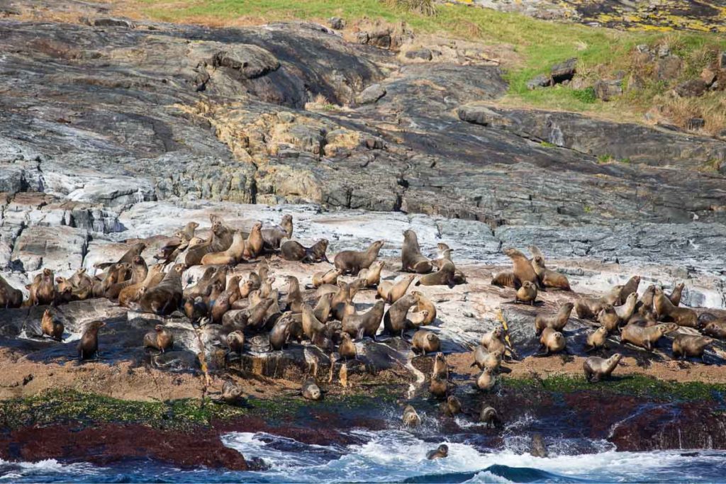 Seals on rocks at Montague island - Holiday with parents in New South Wales