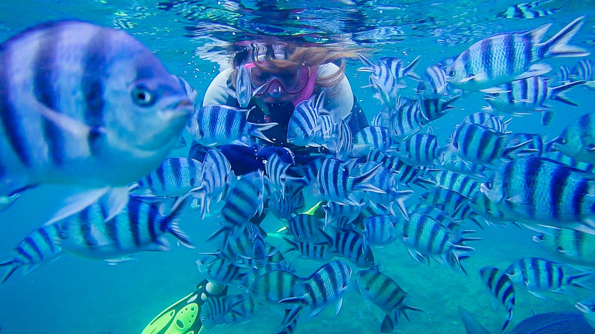 Snorkelling and Feeding Fish in Okinawa - Okinawa Itinerary