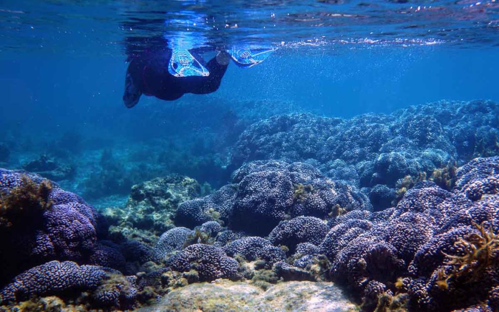 Snorkelling in Rottnest - Rottnest Island Day Trip