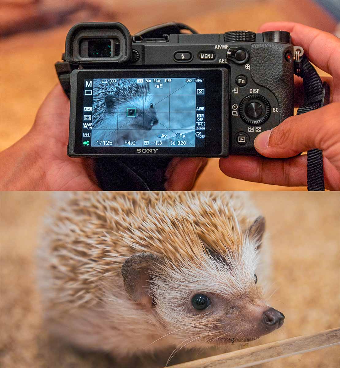 Sony's Alpha 6400 Eye Autofocus on Hedgehog Cafe - Things to Do in Okinawa Photo Guide
