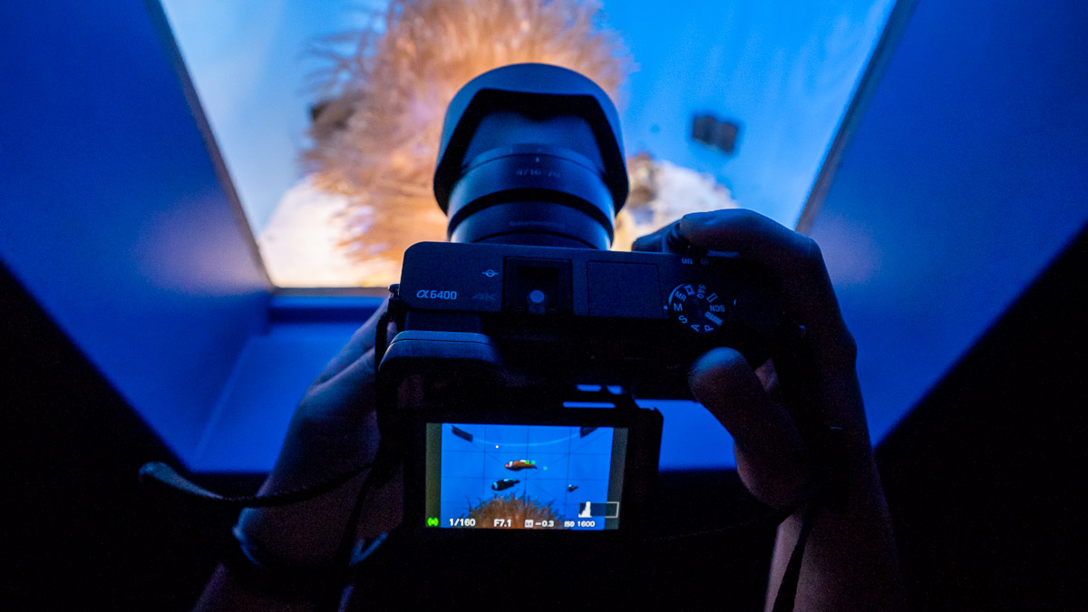 Taking Photos of Clownfish at Churaumi Aquarium with Sony's Alpha 6400