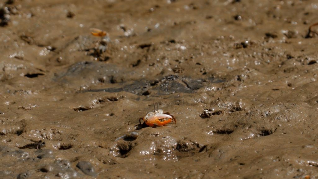 Tiny crabs on the mangrove of Hija river - Okinawa guide