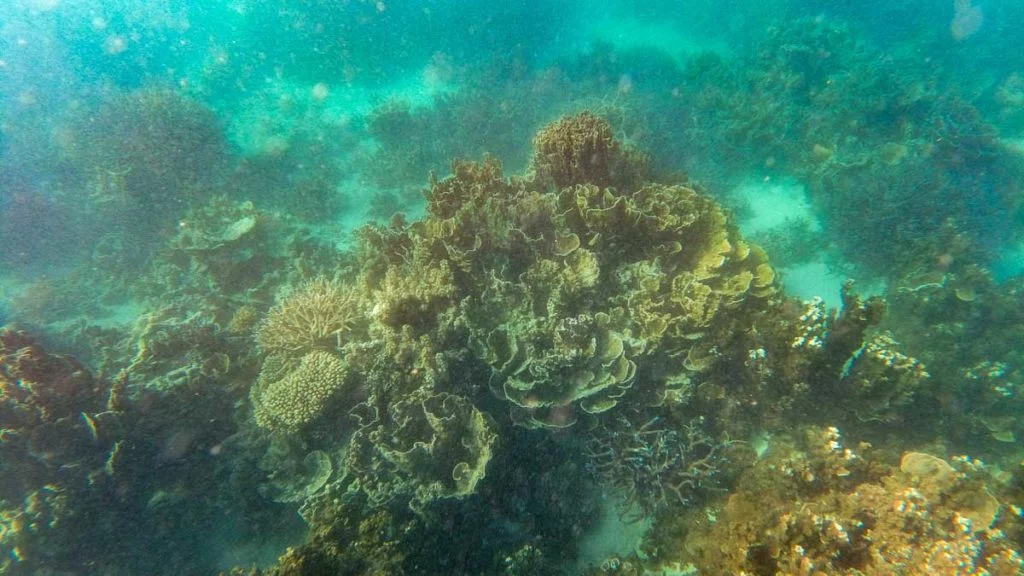 Corals while snorkelling at Turquoise Bay