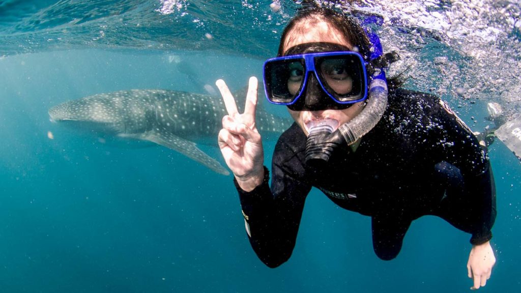 Ningaloo reef whale shark exmouth - whale sharks in oslob