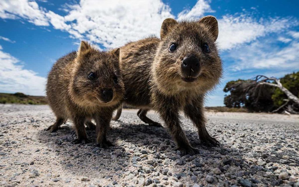 quokkas - Rottnest Island Day Trip